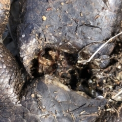 Tiliqua rugosa at Majura, ACT - 29 Sep 2018