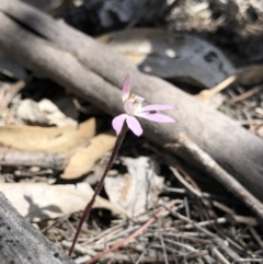 Caladenia fuscata (Dusky Fingers) at Mount Majura - 29 Sep 2018 by AaronClausen