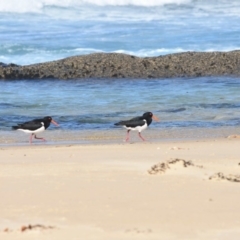 Haematopus longirostris (Australian Pied Oystercatcher) at Croajingolong National Park (Vic) - 27 Sep 2018 by MBurston