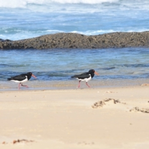 Haematopus longirostris at Croajingolong National Park (Vic) - suppressed