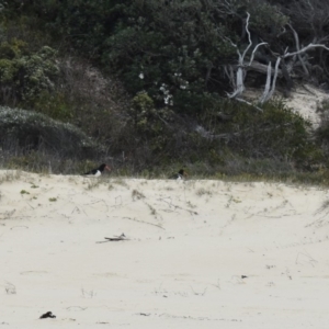 Haematopus longirostris at Nadgee, NSW - suppressed