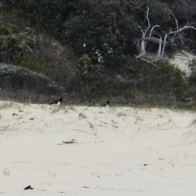 Haematopus longirostris (Australian Pied Oystercatcher) at Nadgee Nature Reserve - 26 Sep 2018 by MBurston