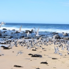 Thalasseus bergii (Crested Tern) at Nadgee, NSW - 27 Sep 2018 by MBurston