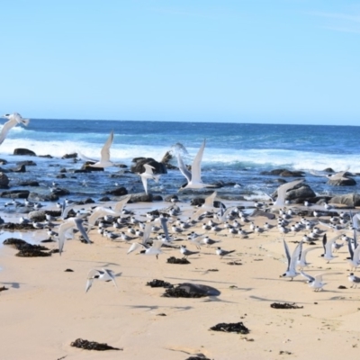 Thalasseus bergii (Crested Tern) at Nadgee, NSW - 26 Sep 2018 by MBurston