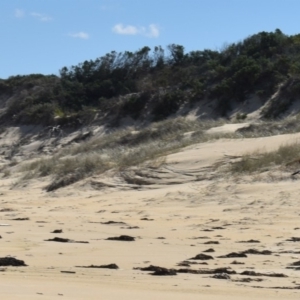 Haematopus longirostris at Croajingolong National Park (Vic) - suppressed