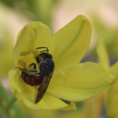 Lasioglossum (Parasphecodes) sp. (genus & subgenus) (Halictid bee) at MTR591 at Gundaroo - 26 Oct 2016 by MaartjeSevenster