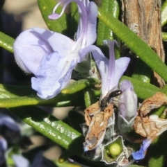 Lasioglossum (Chilalictus) sp. (genus & subgenus) at MTR591 at Gundaroo - 23 Sep 2018 by MaartjeSevenster