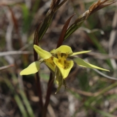 Diuris chryseopsis (Golden Moth) at Gundaroo Cemetery - 28 Sep 2018 by MaartjeSevenster