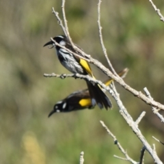 Phylidonyris novaehollandiae (New Holland Honeyeater) at Croajingolong National Park (Vic) - 27 Sep 2018 by MBurston