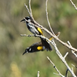 Phylidonyris novaehollandiae at Croajingolong National Park (Vic) - 27 Sep 2018 04:47 PM