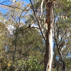 Dacelo novaeguineae at Deakin, ACT - 29 Sep 2018 02:42 PM