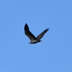 Haliaeetus leucogaster (White-bellied Sea-Eagle) at Nadgee, NSW - 24 Sep 2018 by MBurston