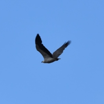 Haliaeetus leucogaster (White-bellied Sea-Eagle) at Nadgee Nature Reserve - 24 Sep 2018 by MBurston