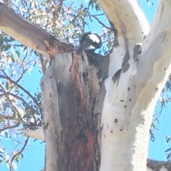 Callocephalon fimbriatum (Gang-gang Cockatoo) at GG52 - 29 Sep 2018 by KL