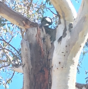 Callocephalon fimbriatum at Deakin, ACT - 29 Sep 2018