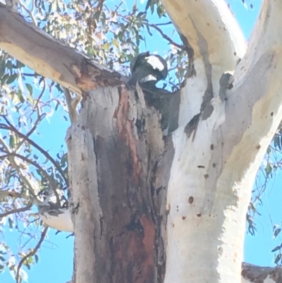 Callocephalon fimbriatum (Gang-gang Cockatoo) at Red Hill Nature Reserve - 29 Sep 2018 by KL