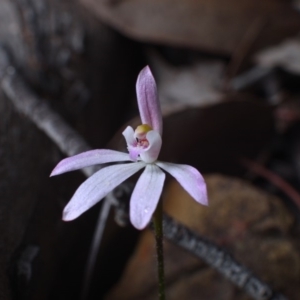 Caladenia fuscata at Hackett, ACT - suppressed