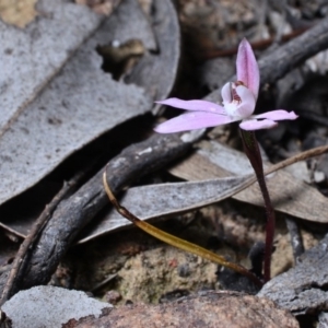 Caladenia fuscata at Hackett, ACT - 29 Sep 2018