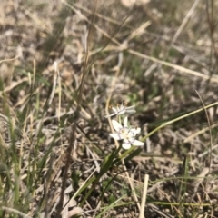 Wurmbea dioica subsp. dioica (Early Nancy) at Goorooyarroo NR (ACT) - 29 Sep 2018 by JasonC