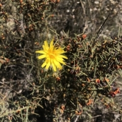 Microseris walteri (Yam Daisy, Murnong) at Amaroo, ACT - 29 Sep 2018 by JasonC