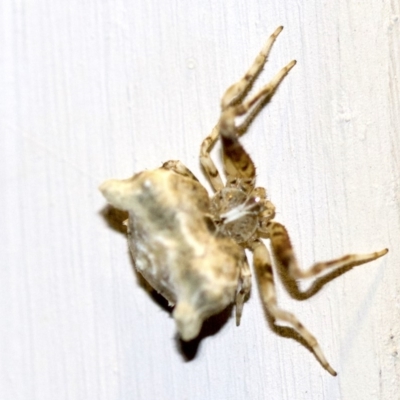 Celaenia sp. (genus) (False bird-poo spider) at Ainslie, ACT - 28 Sep 2018 by jb2602