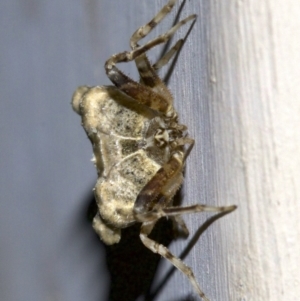 Celaenia sp. (genus) at Ainslie, ACT - 28 Sep 2018