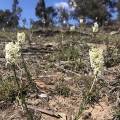 Stackhousia monogyna (Creamy Candles) at Goorooyarroo NR (ACT) - 29 Sep 2018 by JasonC