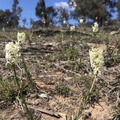 Stackhousia monogyna (Creamy Candles) at Goorooyarroo NR (ACT) - 29 Sep 2018 by JasonC