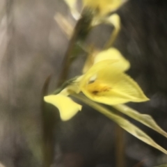 Diuris chryseopsis (Golden Moth) at Amaroo, ACT - 29 Sep 2018 by JasonC