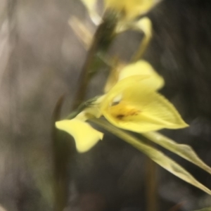 Diuris chryseopsis at Amaroo, ACT - suppressed