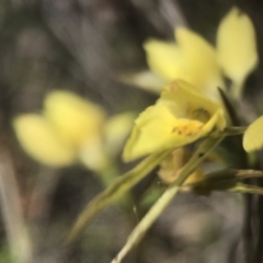 Diuris chryseopsis at Amaroo, ACT - suppressed