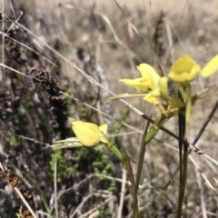 Diuris chryseopsis at Amaroo, ACT - suppressed