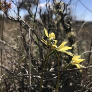 Diuris chryseopsis at Amaroo, ACT - suppressed