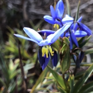 Stypandra glauca at Majura, ACT - 29 Sep 2018