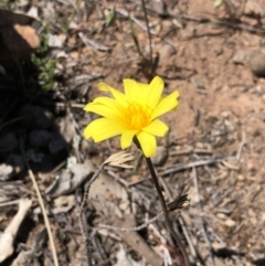 Microseris walteri (Yam Daisy, Murnong) at Majura, ACT - 29 Sep 2018 by AaronClausen