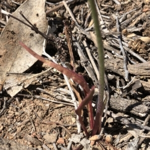 Microseris walteri at Majura, ACT - 29 Sep 2018 12:46 PM