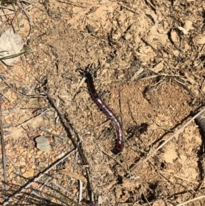 Scolopendra laeta at Majura, ACT - 29 Sep 2018