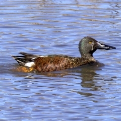 Spatula rhynchotis at Fyshwick, ACT - 18 Sep 2018