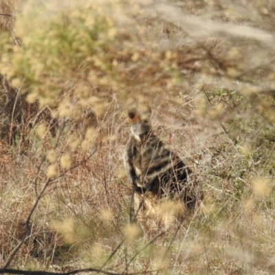 Wallabia bicolor (Swamp Wallaby) at McQuoids Hill - 28 Sep 2018 by HelenCross