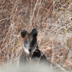 Wallabia bicolor at McQuoids Hill - 29 Sep 2018