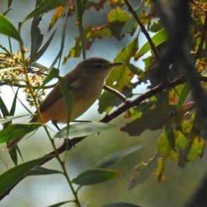 Acrocephalus australis at Fyshwick, ACT - 29 Sep 2018 01:40 PM