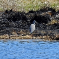 Egretta novaehollandiae (White-faced Heron) at Jerrabomberra Wetlands - 29 Sep 2018 by RodDeb