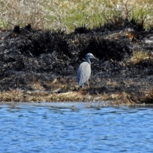 Egretta novaehollandiae at Fyshwick, ACT - 29 Sep 2018