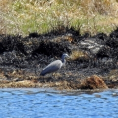 Egretta novaehollandiae at Fyshwick, ACT - 29 Sep 2018 01:47 PM