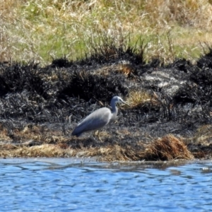 Egretta novaehollandiae at Fyshwick, ACT - 29 Sep 2018