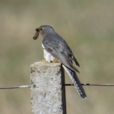 Cacomantis flabelliformis (Fan-tailed Cuckoo) at Kambah, ACT - 29 Sep 2018 by HelenCross