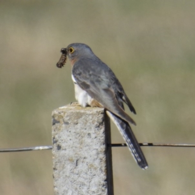 Cacomantis flabelliformis (Fan-tailed Cuckoo) at Kambah, ACT - 28 Sep 2018 by HelenCross