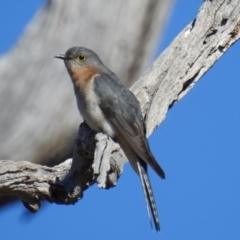 Cacomantis flabelliformis at Kambah, ACT - 29 Sep 2018 09:02 AM