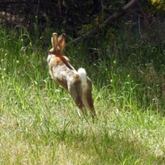 Oryctolagus cuniculus (European Rabbit) at Jerrabomberra Wetlands - 29 Sep 2018 by RodDeb