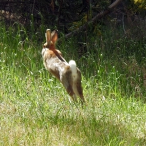 Oryctolagus cuniculus at Fyshwick, ACT - 29 Sep 2018 01:57 PM